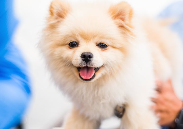 image of cute smiling puppy