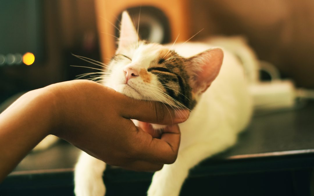 It’s National Cat Lovers Month – 5 Fun Facts About Our Feline Friends