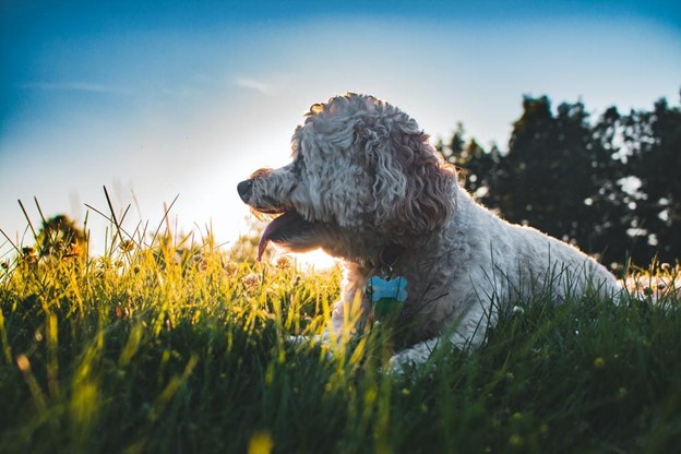 image of dog outside in summer
