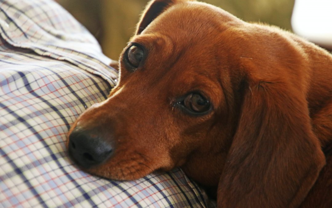 15 Signs You Need to Take Your Pet to the Vet