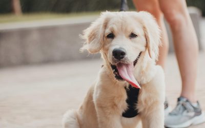 Tips for Exercising with Your Pet in the Summer Heat