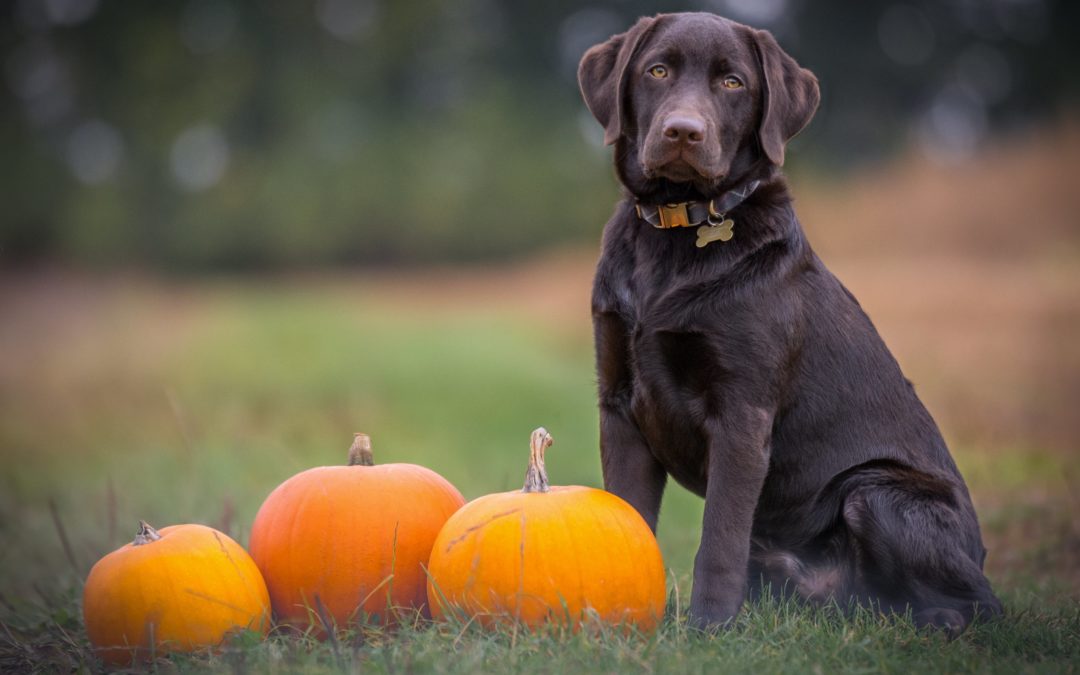 Keep your Furry Friend Safe This Halloween