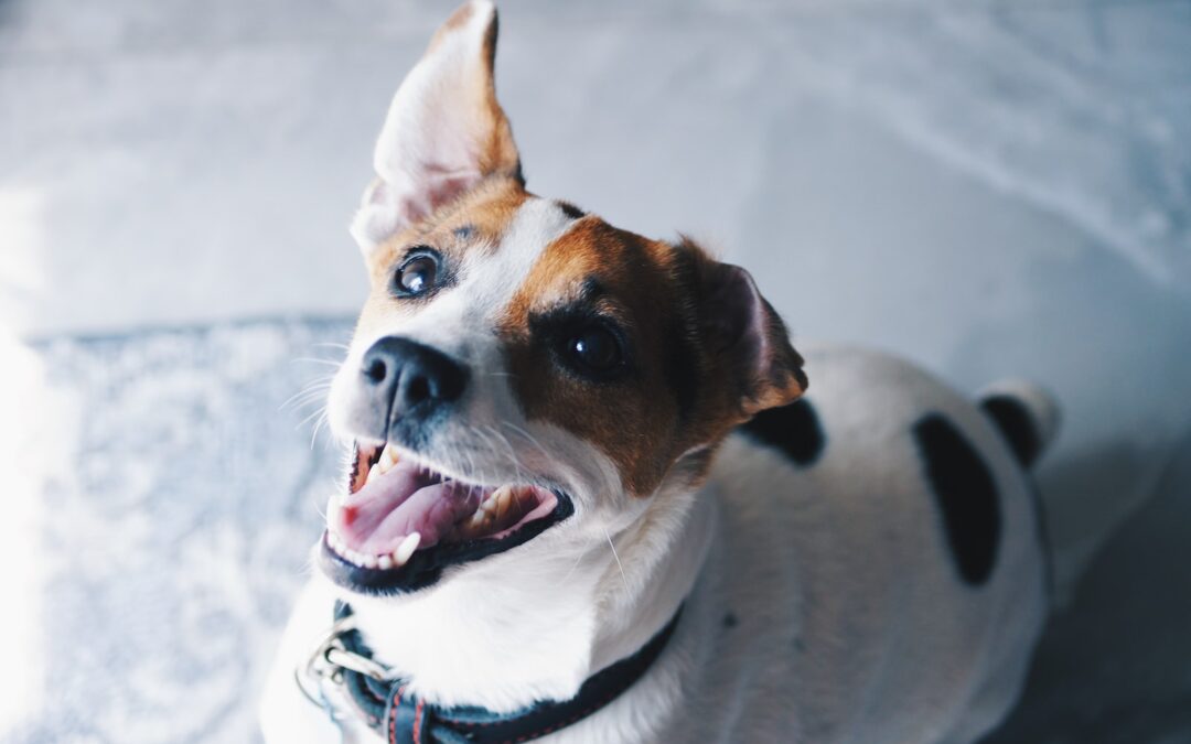 Pet Dental Health – Why It Matters