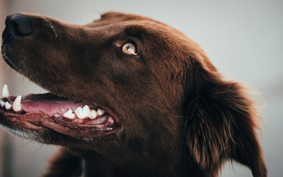 Pet Dental Health: A Guide to Keeping Your Furry Friend’s Teeth Clean