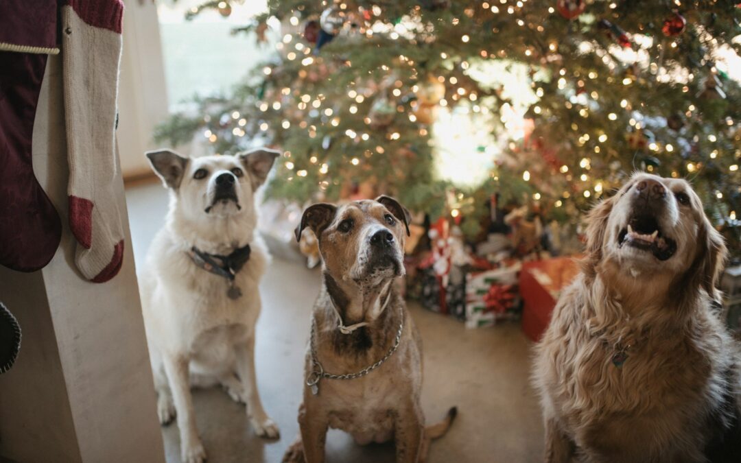 three gray dogs near the Christmas tree looking up