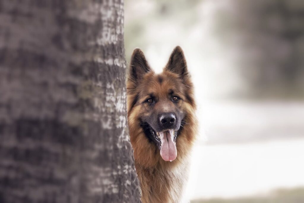 dog behind a tree