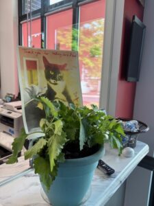 kind gift from client